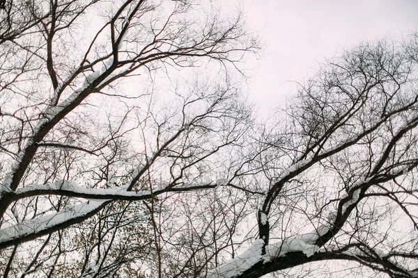 Drzewo Gałęzie Niebo Zimie — Zdjęcie stockowe