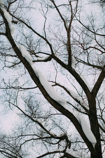 Tree Branches Sky Winter — Stock Photo, Image