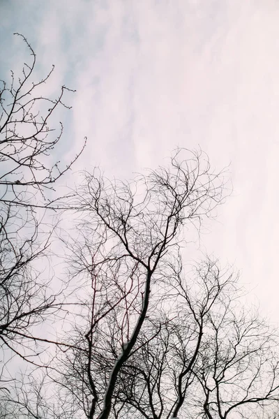 Rami Degli Alberi Cielo Inverno — Foto Stock