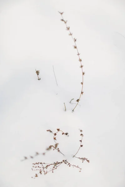 Beau Paysage Photo Couleur Hiver Plantes Dans Neige Tiges Délicates — Photo