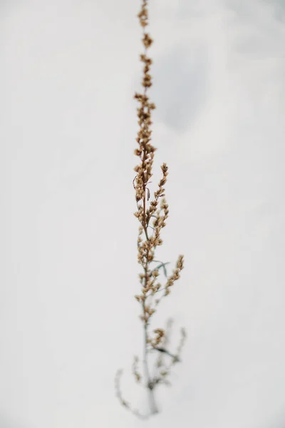 Beau Paysage Photo Couleur Hiver Plantes Dans Neige Tiges Délicates — Photo