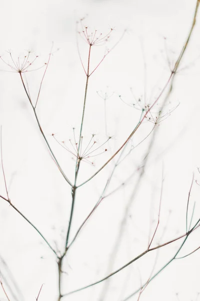 Schöne Landschaft Winter Farbfoto Von Pflanzen Schnee Zarte Stiele Getrockneter — Stockfoto