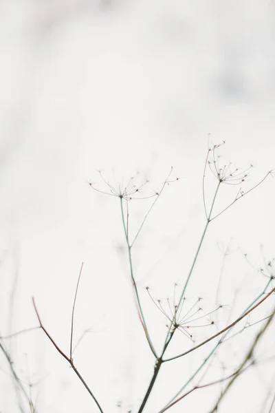 Piękny Krajobraz Zimowy Kolor Zdjęcie Roślin Śniegu Delikatne Łodygi Suszonych — Zdjęcie stockowe