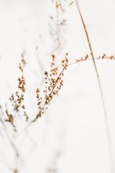 Beautiful Landscape Winter Color Photo Plants Snow Delicate Stems Dried — Stock Photo, Image