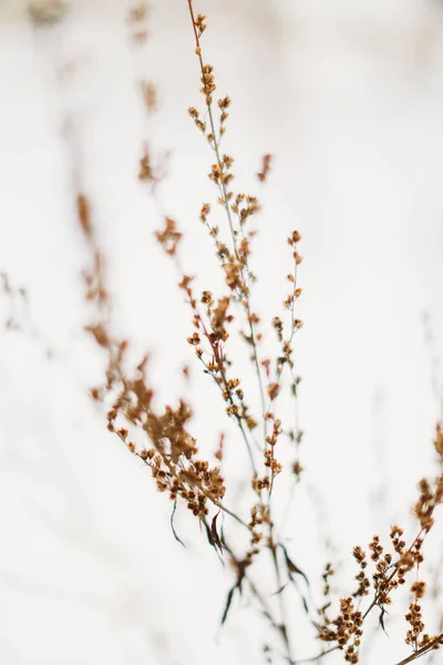 Schöne Landschaft Winter Farbfoto Von Pflanzen Schnee Zarte Stiele Getrockneter — Stockfoto