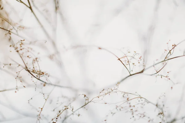 Όμορφο Τοπίο Χειμώνα Έγχρωμη Φωτογραφία Των Φυτών Στο Χιόνι Λεπτοί — Φωτογραφία Αρχείου