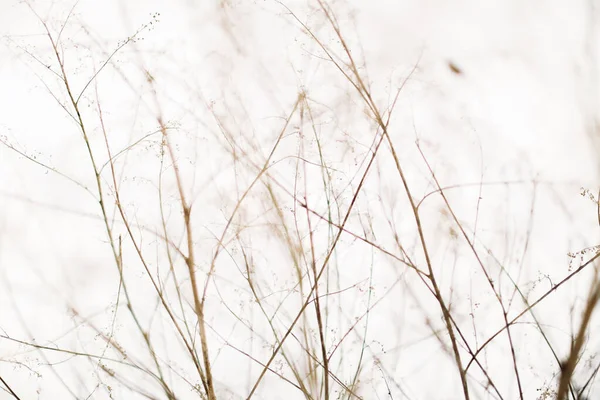 Beyaz karda bir bitkinin küçük parçacıkları