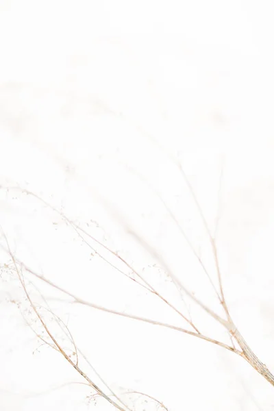 Las Partículas Pequeñas Planta Sobre Nieve Blanca —  Fotos de Stock
