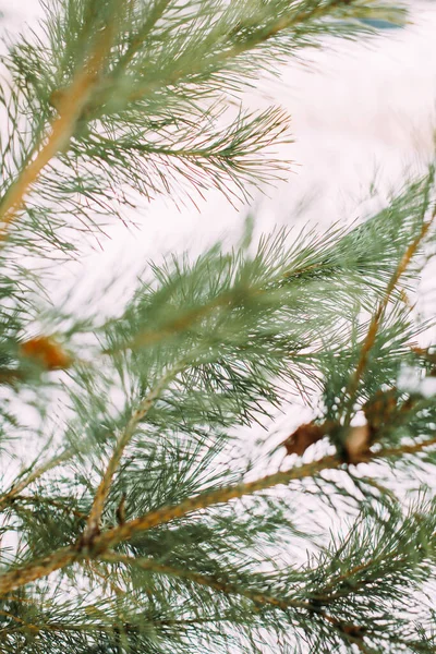 Igły Iglaste Długie Zimowego Drzewa — Zdjęcie stockowe