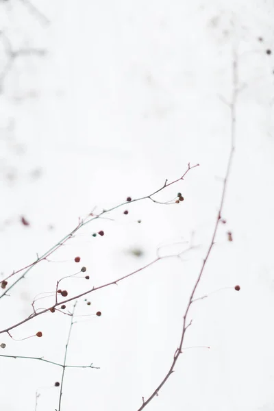 Rami Degli Alberi Cielo Inverno — Foto Stock