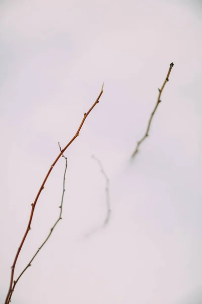 Malé Částečky Rostliny Bílém Sněhu — Stock fotografie