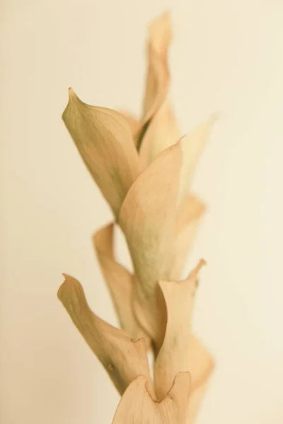 Όμορφο Μπεζ Κλαδί Ενός Ακουστικού Φυτού Close Μαλακό Φόντο Εστίαση — Φωτογραφία Αρχείου
