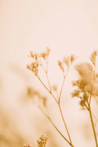 Suche Gałązki Makro Fotografia Herbarium Miękkie Tło Ostrości — Zdjęcie stockowe