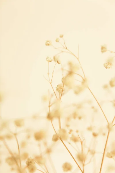 Trockene Zweige Herbarium Makrofotografie Weicher Fokushintergrund — Stockfoto