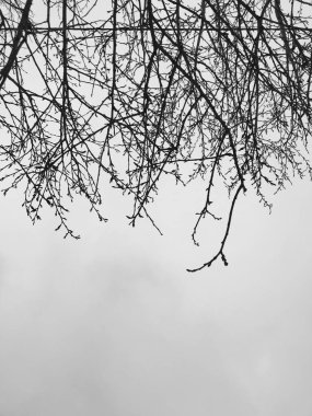 Kış karanlığında siyah ağaç dallarının siluetleri