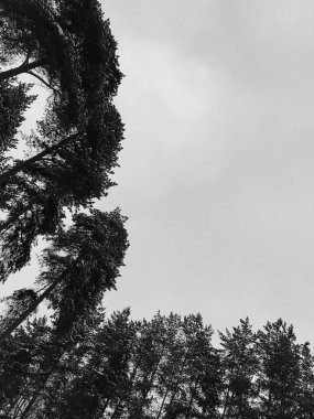 Yoğun gece ormanı, aşağıdan yüksek çam manzarası