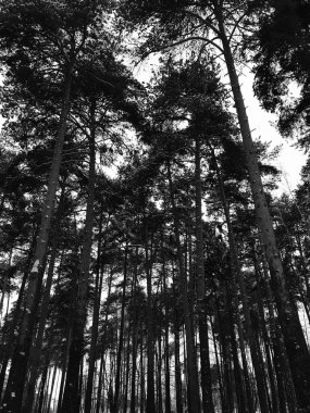 Kış karanlığında siyah ağaç dallarının siluetleri