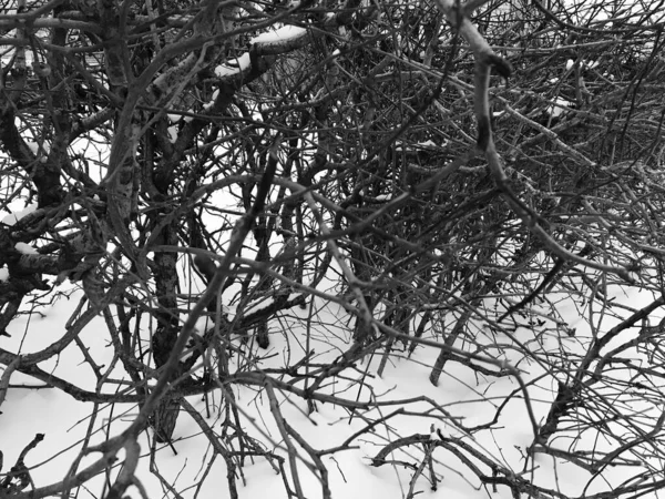 Silhuetas Galhos Árvore Preta Crepúsculo Inverno — Fotografia de Stock