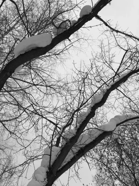 Sylwetki Czarnych Gałęzi Drzew Zmierzchu Zimy — Zdjęcie stockowe