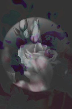 soyut bitki sanatı, bitki ve çiçek dokularının çoklu pozlandırılması