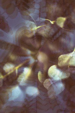 soyut bitki sanatı, bitki ve çiçek dokularının çoklu pozlandırılması