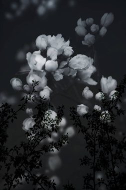 bitki ve çiçeklerin modern sanat arka planı, hareket efektli siyah ve beyaz arkaplan