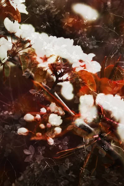 Абстрактное Растительное Искусство Мультиэкспозиция Растительных Цветочных Текстур — стоковое фото