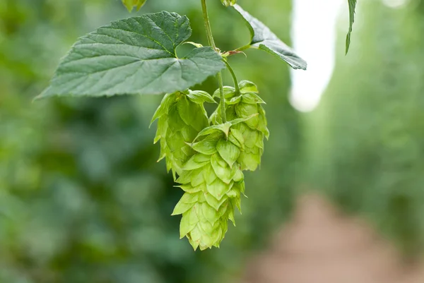 Jardín Hop — Foto de Stock