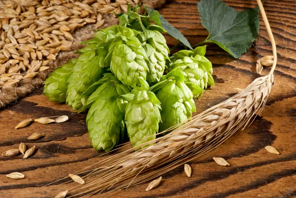 Hop cone — Stock Photo, Image