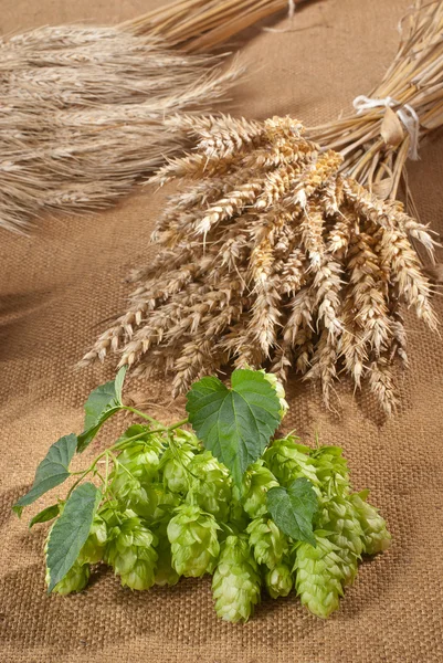 Naturaleza muerta con conos de lúpulo — Foto de Stock