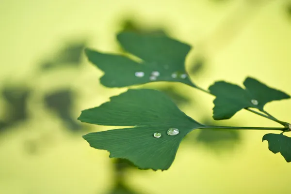 Ginkgo biloba — Stockfoto