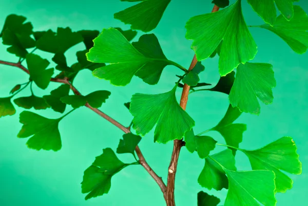 Ginkgo — Foto Stock