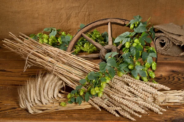 Natura morta con luppolo e orzo — Foto Stock