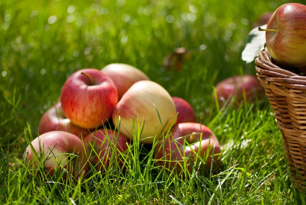 Manzanas — Foto de Stock