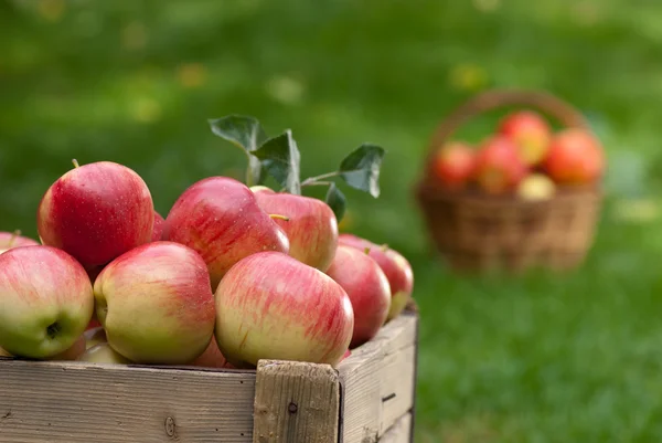 Apples — Stock Photo, Image