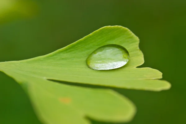 Ginkgo. — Foto de Stock