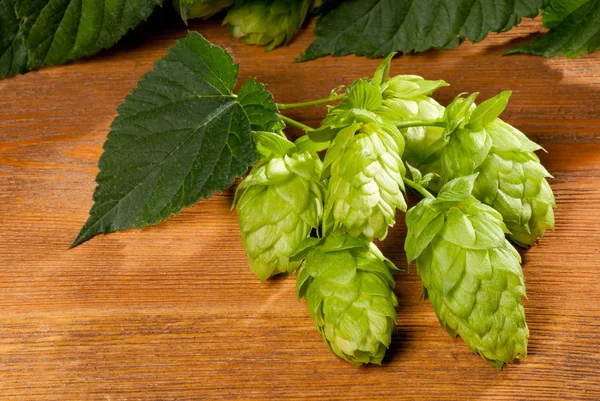 Hop cone — Stock Photo, Image