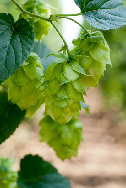 Hop cones - raw material for beer production,