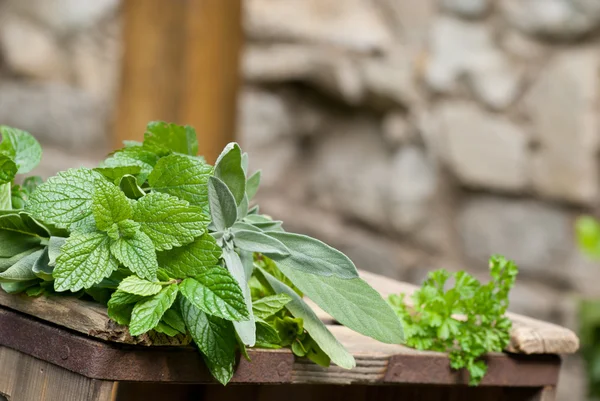 Geneeskrachtige planten — Stockfoto