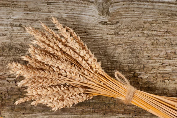 Winter wheat — Stock Photo, Image