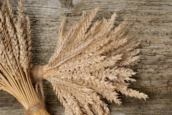 Kış buğday — Stok fotoğraf