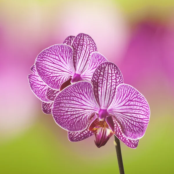 Orquídea —  Fotos de Stock