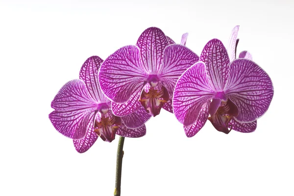 Orchid — Stock Photo, Image