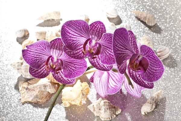 Orchid — Stock Photo, Image