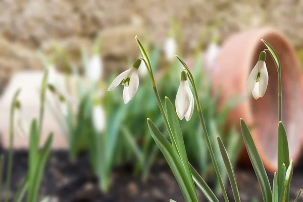 Schneeglöckchen — Stockfoto