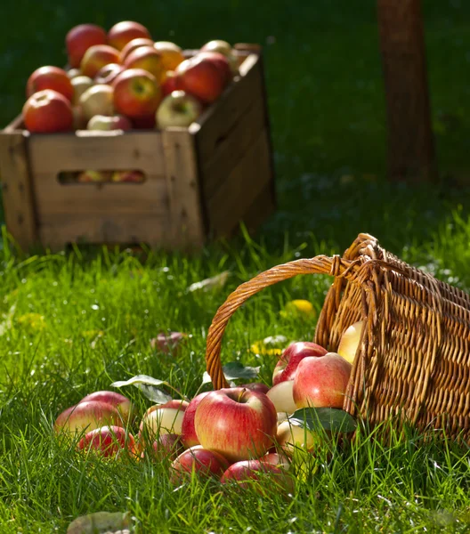 Manzanas — Foto de Stock