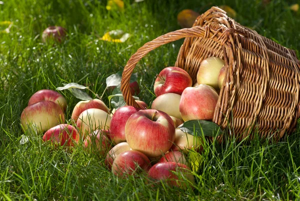 Manzanas — Foto de Stock