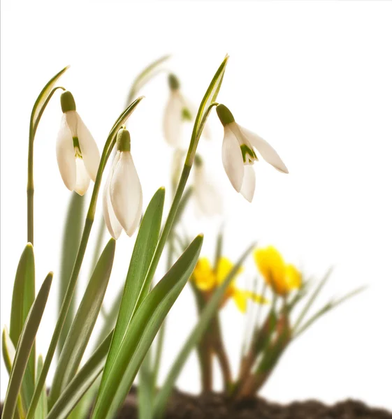 Schneeglöckchen — Stockfoto