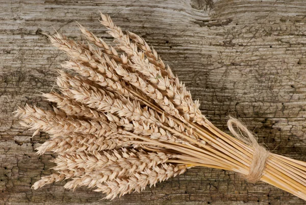 Winter wheat — Stock Photo, Image