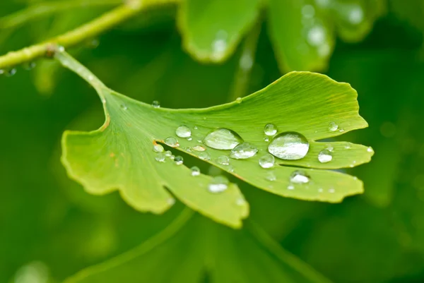 Ginkgo — Foto Stock